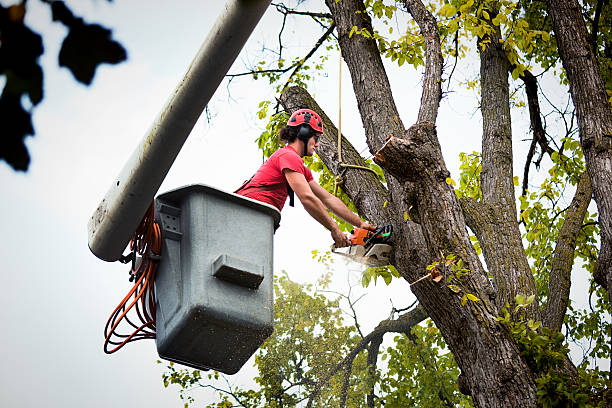 The Steps Involved in Our Tree Care Process in Williston Park, NY